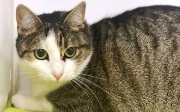 cat adoption photo