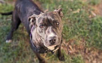 dog adoption photo