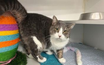 cat adoption photo