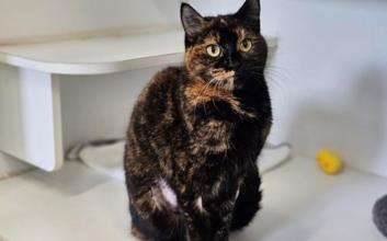 cat adoption photo