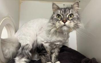 cat adoption photo