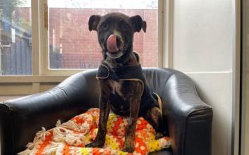 dog adoption photo