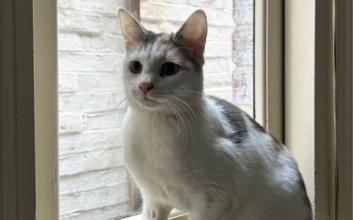 cat adoption photo