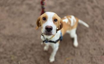 dog adoption photo