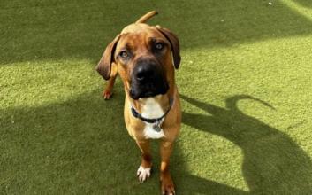 dog adoption photo