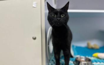 cat adoption photo