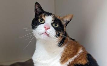 cat adoption photo