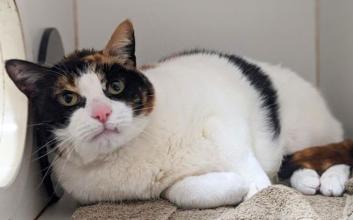 cat adoption photo