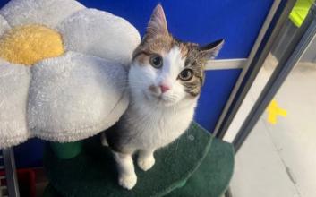 cat adoption photo