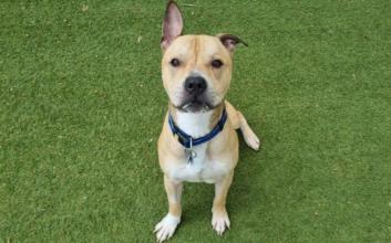 dog adoption photo
