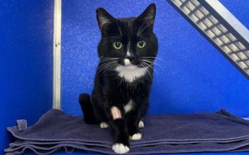 cat adoption photo