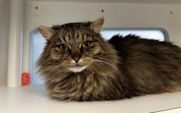cat adoption photo