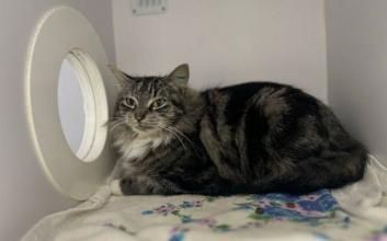 cat adoption photo