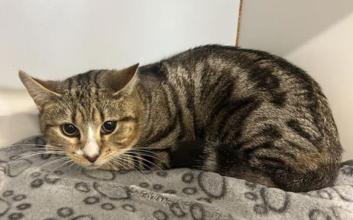 cat adoption photo