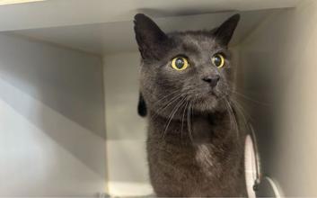 cat adoption photo
