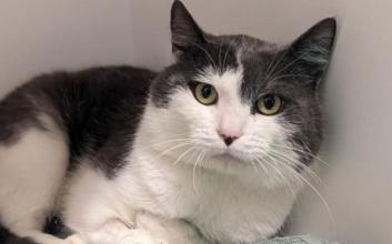 cat adoption photo