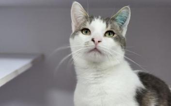 cat adoption photo