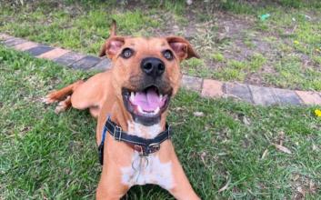 dog adoption photo