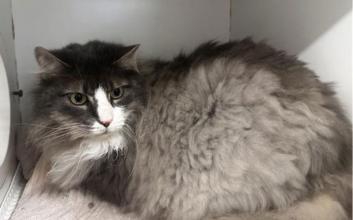 cat adoption photo