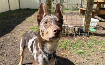 dog adoption photo