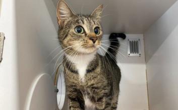 cat adoption photo