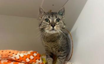 cat adoption photo