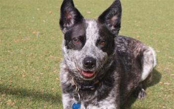 dog adoption photo