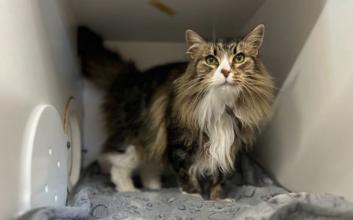 cat adoption photo