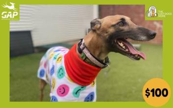 dog adoption photo