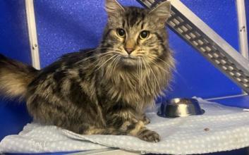 cat adoption photo