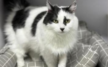 cat adoption photo