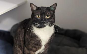 cat adoption photo