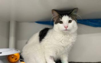 cat adoption photo