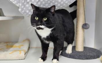 cat adoption photo