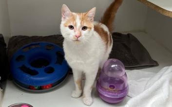 cat adoption photo