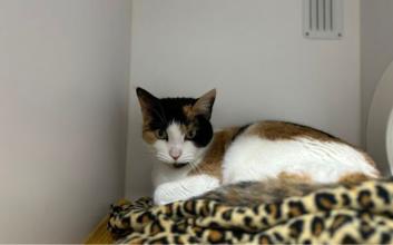 cat adoption photo