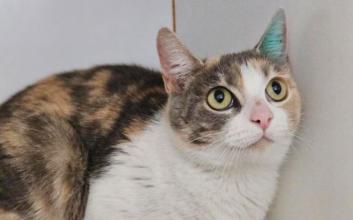 cat adoption photo