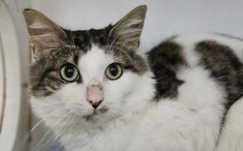 cat adoption photo