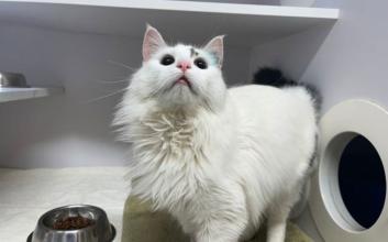 cat adoption photo
