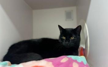 cat adoption photo