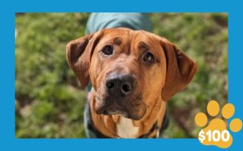 dog adoption photo