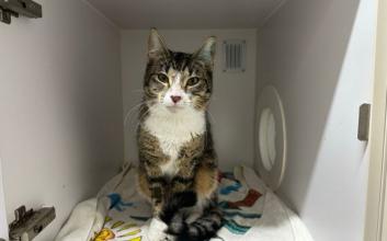 cat adoption photo