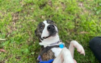 dog adoption photo