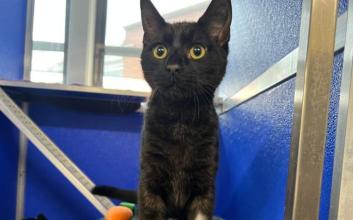 cat adoption photo