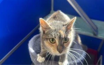 cat adoption photo