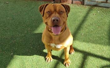 dog adoption photo
