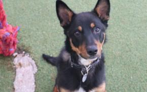 Koda