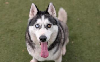 dog adoption photo