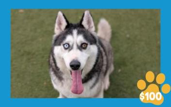 dog adoption photo