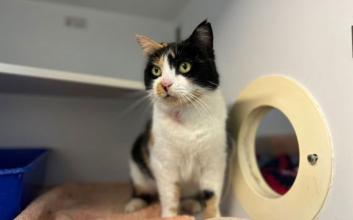 cat adoption photo